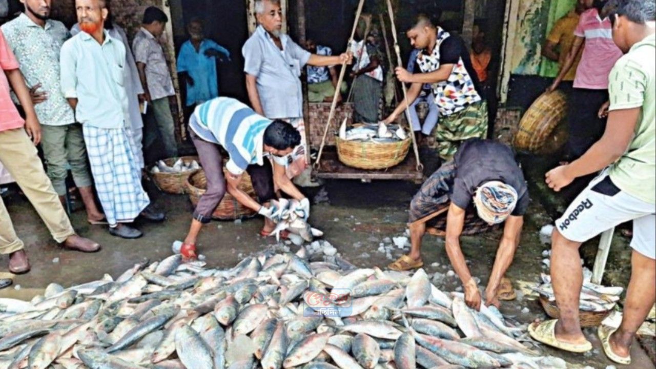কম দামে ইলিশের প্রলোভন, অগ্রিম টাকা নিয়ে উধাও চক্র—গ্রেপ্তার ৫